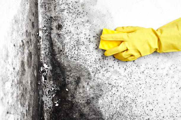 Reliable Irvine, CA Mold Removal Solutions