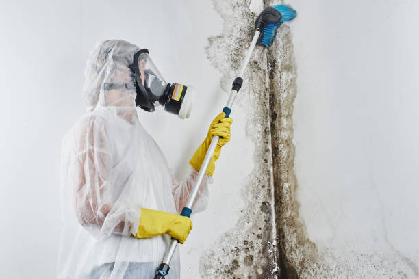 Mold Removal Process in Irvine, CA
