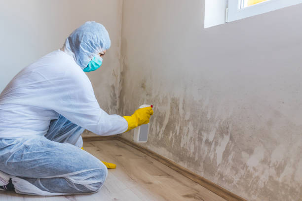 Best Attic Mold Removal  in Irvine, CA