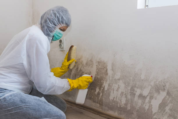 Best Commercial Mold Removal  in Irvine, CA