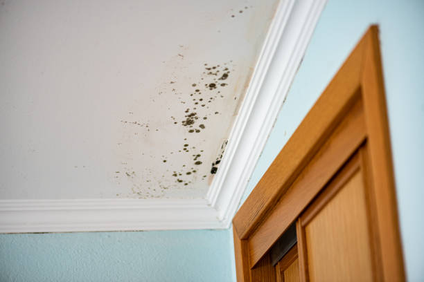Best Best Mold Removal Companies  in Irvine, CA