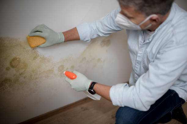 Best Commercial Mold Removal  in Irvine, CA