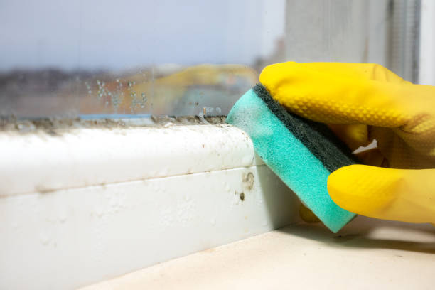 Best Office Mold Removal Services  in Irvine, CA