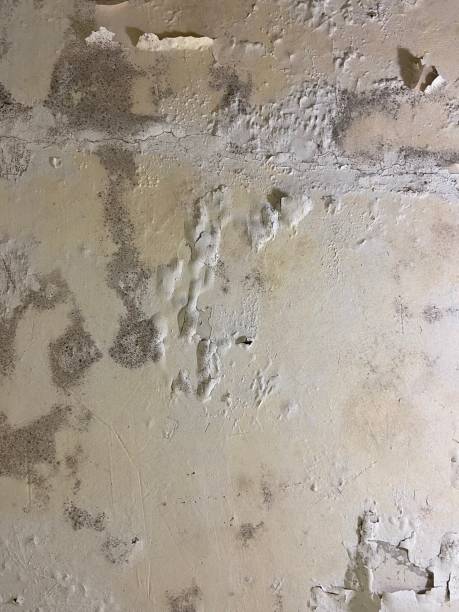 Best Mold Damage Repair  in Irvine, CA
