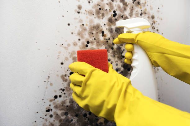 Best Affordable Mold Removal  in Irvine, CA