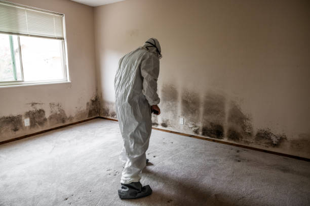 Best Fast Mold Removal  in Irvine, CA