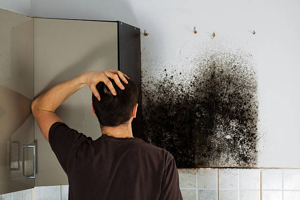 Best Mold Remediation Experts  in Irvine, CA