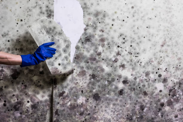 Best Professional Mold Removal  in Irvine, CA