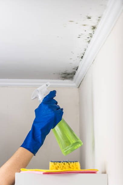 Best Local Mold Removal Service  in Irvine, CA